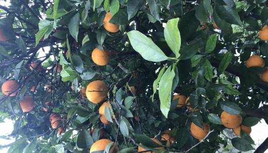 Méditation - HE Petit Grain Bigarade